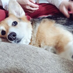 夫に甘えるもなかさん