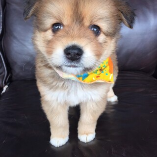 《一旦停止》寝ぼけまなこも可愛い♪“ロナちゃん”