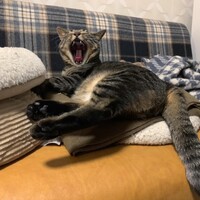こん