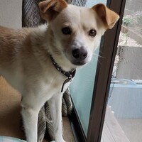 蓮太（レン太）