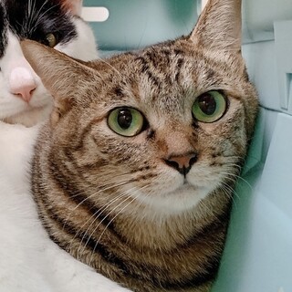 おしゃべり❤︎こむぎ子