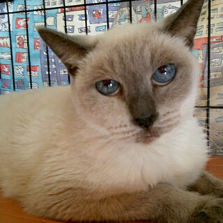 サファイアの瞳☆ミヤコさん