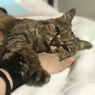 宇宙一可愛いお婆猫