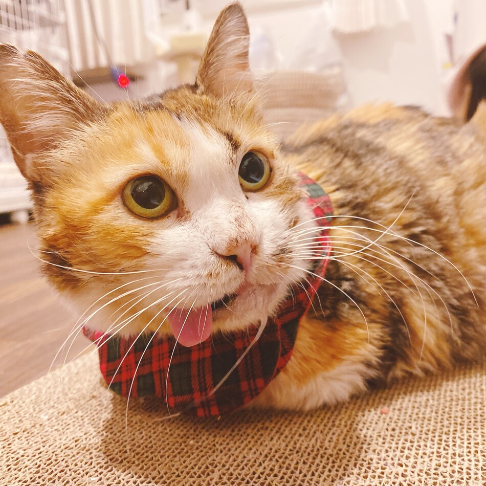 もみじのカバー写真