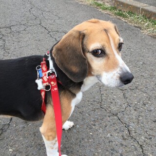 可愛いビーグルの女の子！むーちゃん