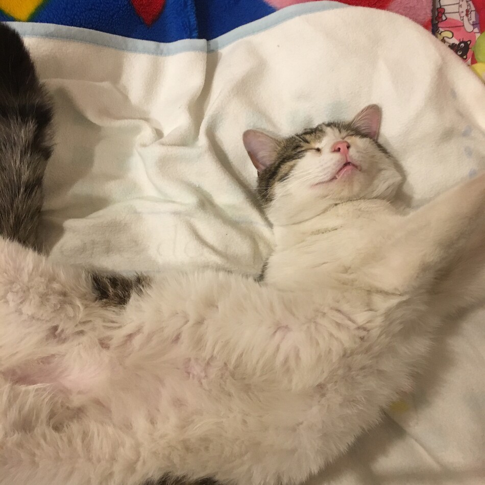 ミズオのカバー写真