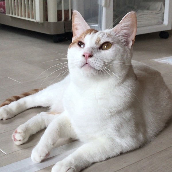 フグ 優しい男の子 東京都 猫の里親募集 ペットのおうち 月間利用者150万人