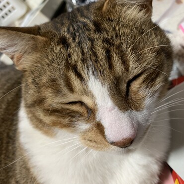 ３歳の長男ルル