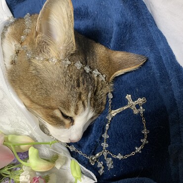 ４月１０日に急死した花（享年６歳）