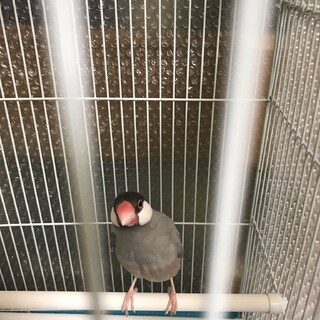桜文鳥の里親になって頂ける方を探しています。