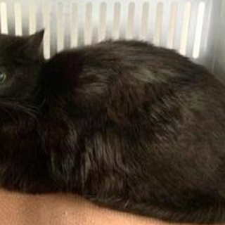 譲渡されました。