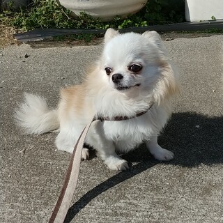 ロングコートチワワ♂ ホワイト＆クリーム