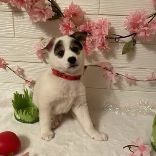 ストールちゃんトライアル決定募集停止