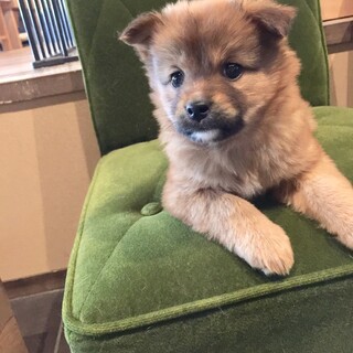 クリックリお目目のべっぴんさん“ルナちゃん”