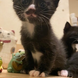 黒白子猫★うんちゃん★兄妹で