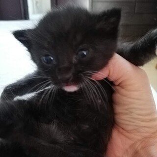 黒白子猫★えんちゃん★兄妹setで！