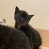 黒白子猫★えんちゃん★兄妹setで！ サムネイル3