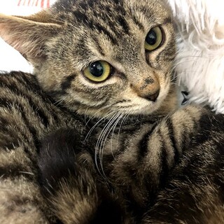 約６か月 キジトラだけどサバ美ちゃん