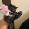 子猫と母猫SETでかわいい！ サムネイル2