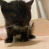 子猫と母猫SETでかわいい！ サムネイル3
