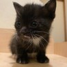 子猫と母猫SETでかわいい！ サムネイル4