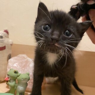 子猫と母猫SETでかわいい！