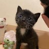 子猫と母猫SETでかわいい！ サムネイル5