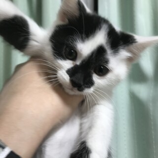 雑種　白黒ちゃん②【生後2ヶ月】