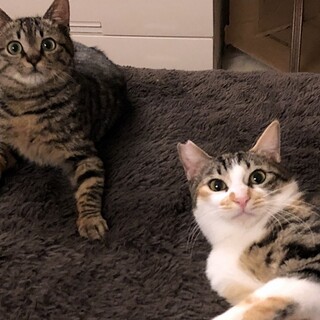 わかめくんとつみきちゃん仲良し2匹