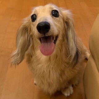 ぽっちゃり可憐なダックスの女の子