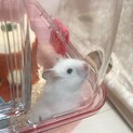 ゴールデンハムスター(長毛)の里親募集