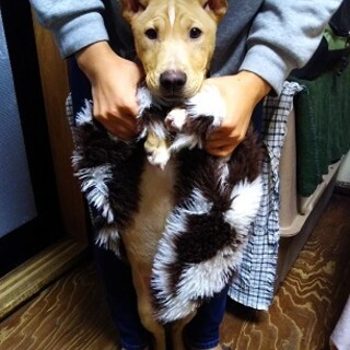 賢くパワフル！愛情を持ってしつけて下さい