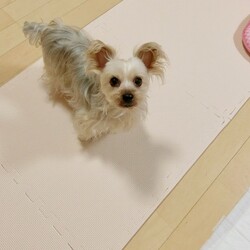 動画「雨の日は楽しく室内クンクンパトロール」