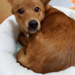 (仮名)りく　新入りくん