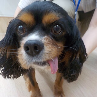 マイペースなゴンさん　推定７才