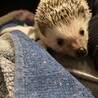 リラックス〜