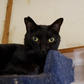 美黒男子のぶてる