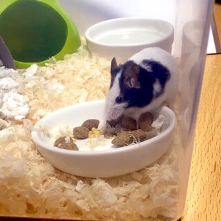 3ヶ月くらいのパンダマウス♂の里親募集