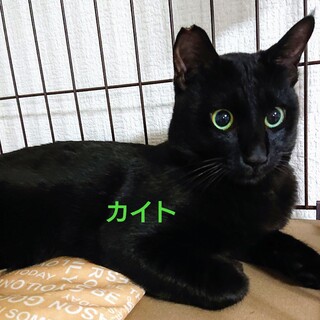 ちょっとドジですが、心優しいカイトくん