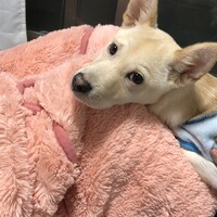 モカ