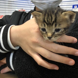 美猫兄弟の里親募集