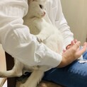 白猫2019年夏頃生まれ　オス