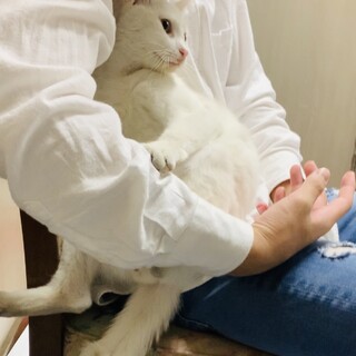 白猫2019年夏頃生まれ　オス
