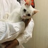白猫2019年夏頃生まれ　オス サムネイル2