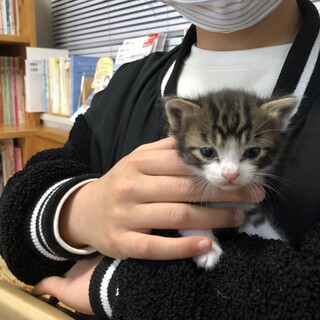 美猫兄弟の里親募集2