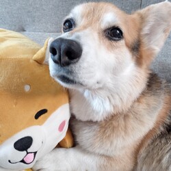 柴犬ぬいぐるみと★