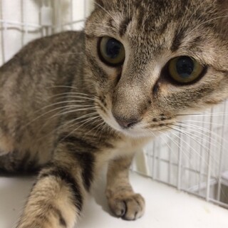 奄美から来たキジトラ美人！あみちゃん