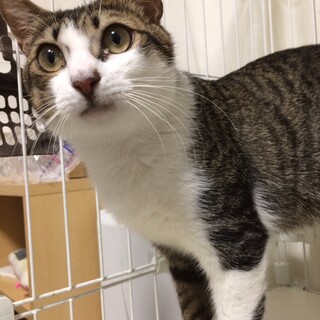 奄美から来た甘えん坊な男の子！ツナくん