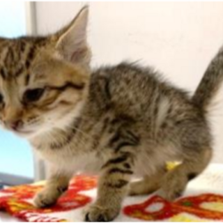 譲渡されました。