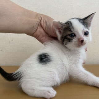 個性的な柄のキジ白じょな君１、５ヶ月離乳中